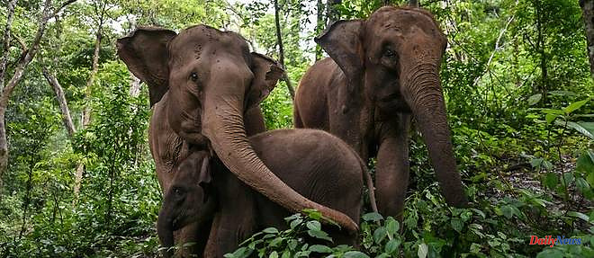 Two-thirds of Asian elephant habitat destroyed in three centuries
