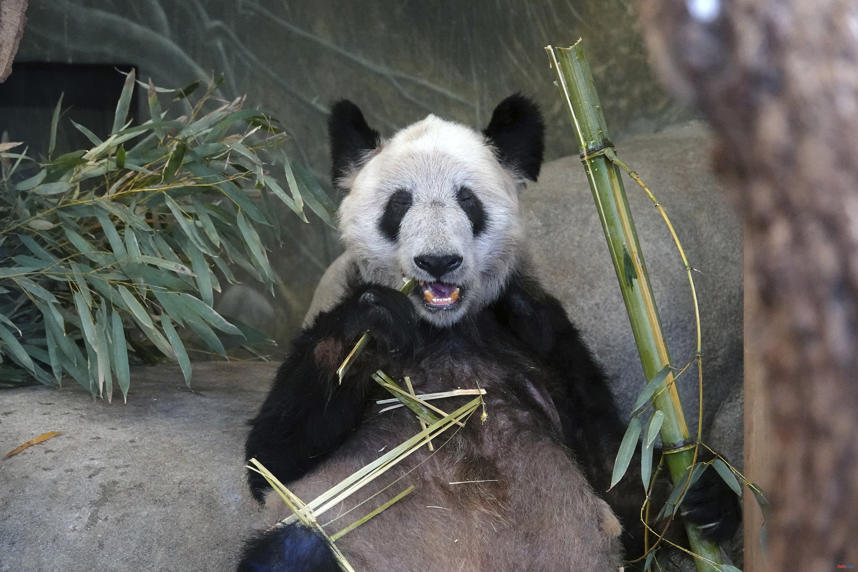 International Euphoria in China for the return of a panda bear from the US: nationalism or tenderness?