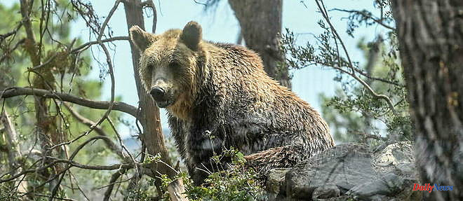 Italy: a young jogger killed by a bear on a hiking trail