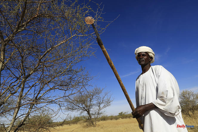 In Sudan, the cultivation of gum arabic threatened by war