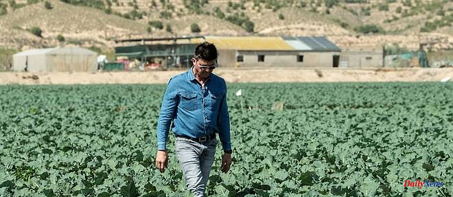 In Spain, the vegetable garden of Europe at the heart of a "water war"