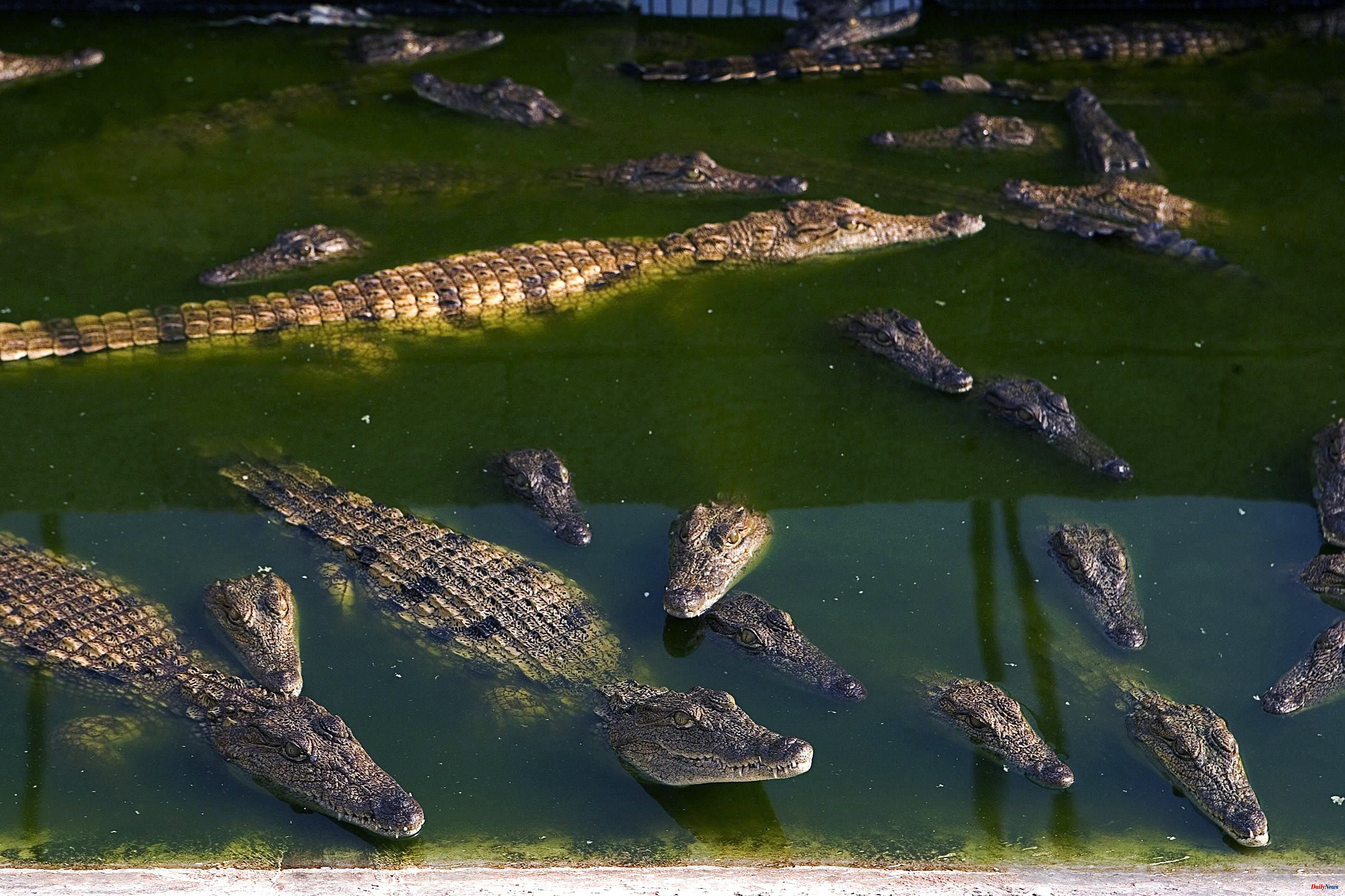 Asia Man dies after being torn to pieces by 40 crocodiles at Cambodian reptile farm