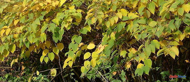 Japanese knotweed: should we be afraid of this invasive plant?