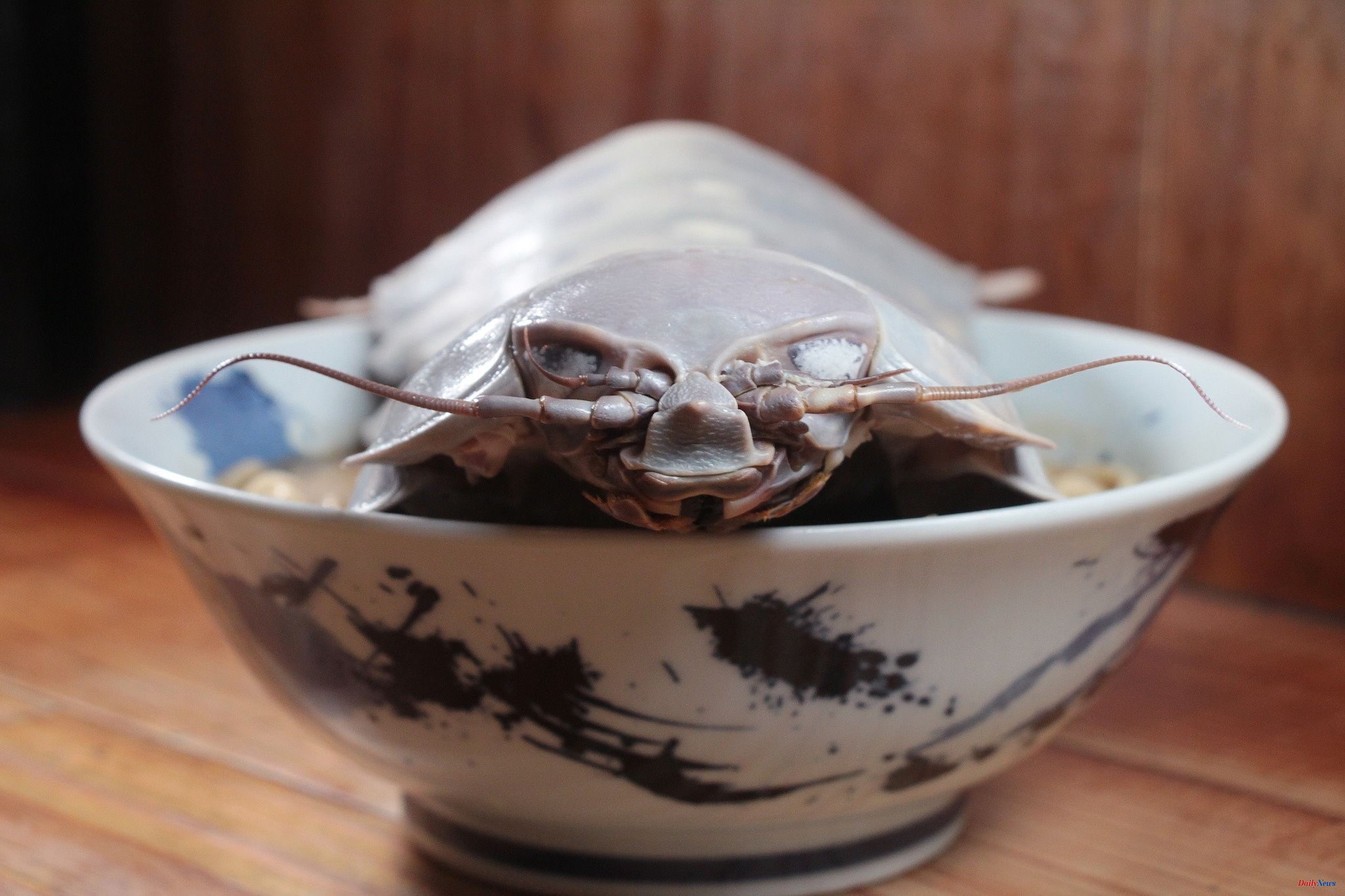 Gastronomy A 14-legged isopod, a new star dish for a restaurant in Taiwan