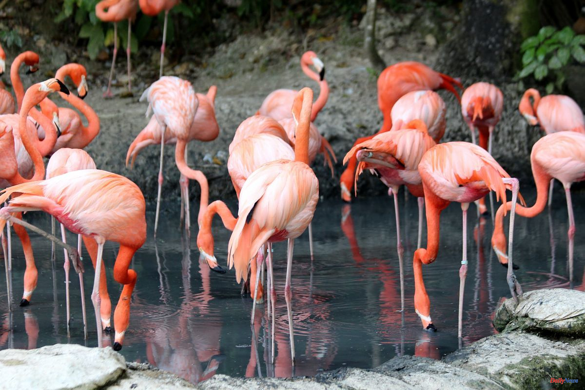 Biology Why are flamingos born white and then turn pink?