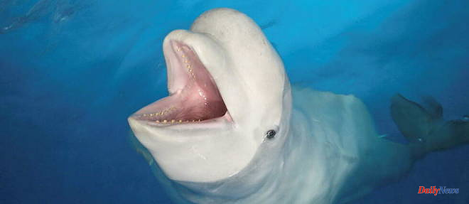 Hvaldimir, the 'Russian spy' beluga, spotted off Swedish shores