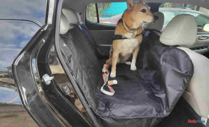 What to Look for in a Dog Car Seat Cover