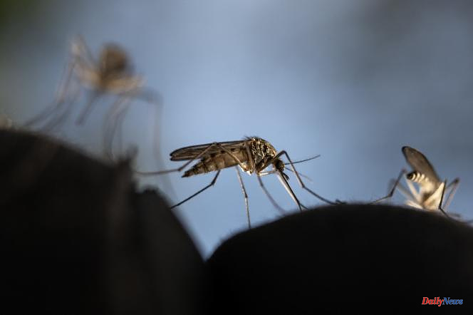 Malaria: Bacterium found in mosquito gut could boost fight against disease