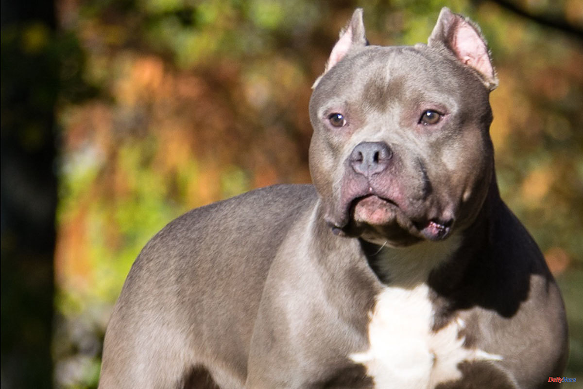UK regulations will ban American Bully XL dogs after several attacks