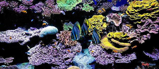 A study reveals the endangerment of corals by certain chemical compounds