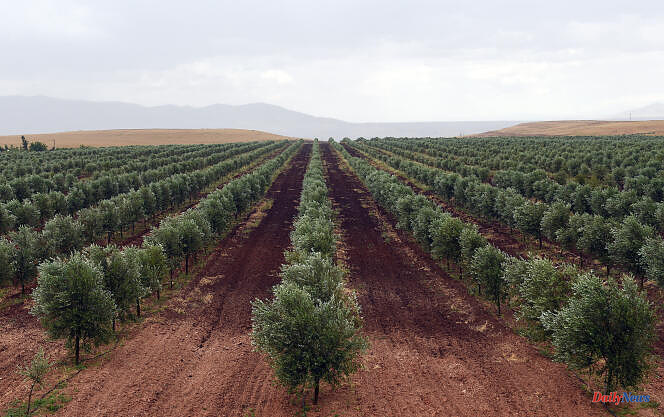 Morocco limits the export of its olive oil to stem the rise in prices