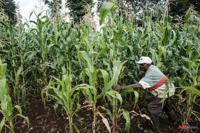 In Kenya, a court rejects a complaint challenging the authorization of GMOs