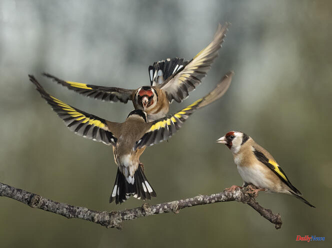 Trafficking in goldfinches dismantled in the Paris region