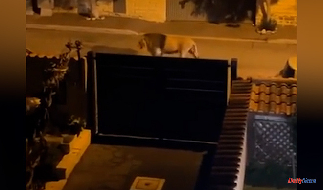 ITALY They capture a lion that escaped from a circus and was walking near homes in Ladispoli