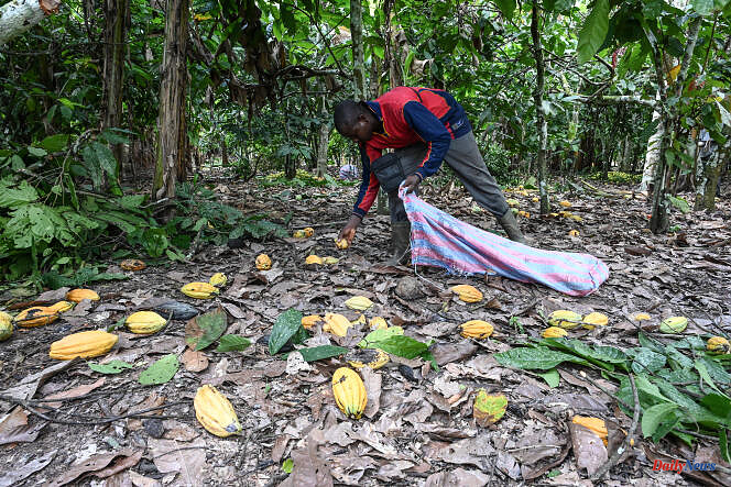In Ivory Coast, fear over the cocoa harvest after too heavy rains