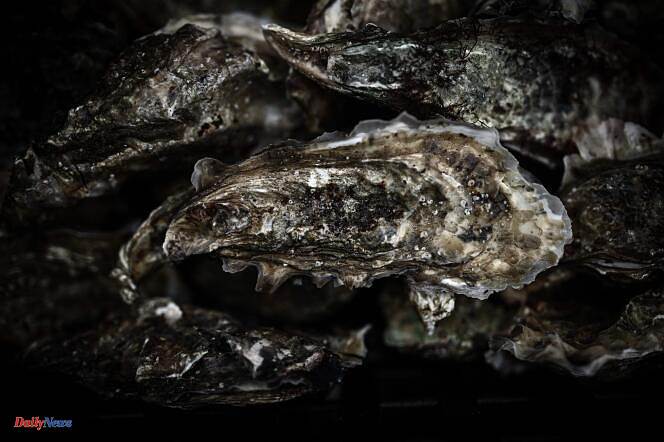 Oysters banned in Arcachon: producers want to be partially compensated