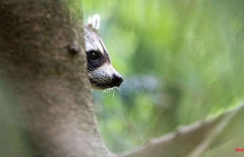 Saxony: Raccoons rescued from Riesa city park