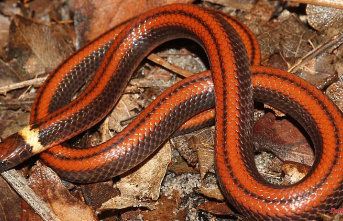 Accidental find in Paraguay: Researchers discover extremely rare species of snake