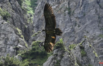 Bavaria: Sad news: bearded vulture Wally dead, sister approaching