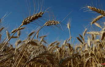 Poland is becoming a bottleneck: why too little grain is leaving Ukraine