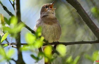Balance after counting garden birds: One bird species reported more than twice as often