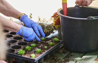 Digging, weeding, planting: who garden therapy can help