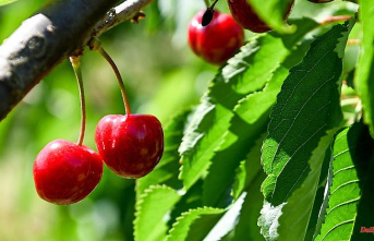 Thuringia: Above-average sweet cherry harvest expected in Thuringia