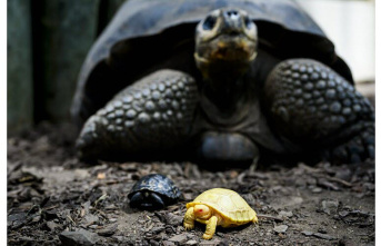 Swiss. A world-first, an albino Galapagos giant tortoise was conceived in a Zoo.