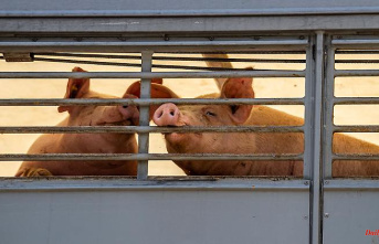 North Rhine-Westphalia: Fewer pigs on NRW farms - more operational tasks