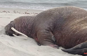 Animal under observation: Walrus makes himself comfortable on Rügen's beach