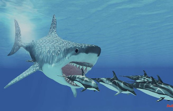 Mysterious extinction: Did the megalodon fall victim to the great white shark?