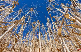 Saxony-Anhalt: grain harvest started: less yield expected