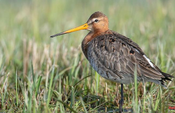 Bavaria: Transmitters are intended to protect endangered black-tailed godwits from mowing death