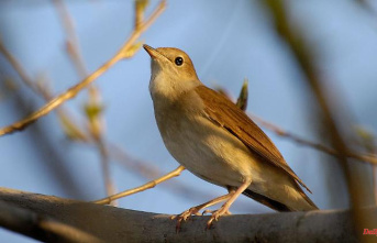 Thuringia: Nightingale warbles again more often in Thuringian gardens
