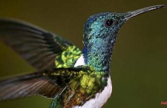 Colourful, shimmering plumage: the secret of the hummingbird colors has been revealed