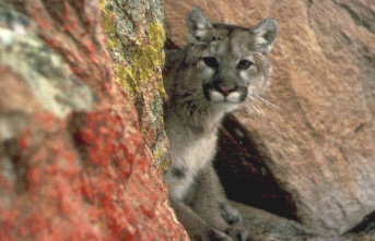 USA: A 9-year-old girl is saved by a mountain lion attack