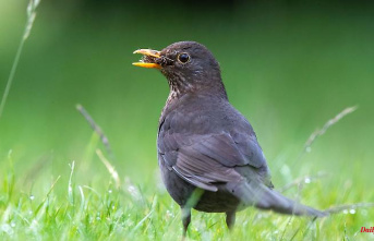 Mecklenburg-Western Pomerania: counting campaign: sparrow and blackbird are the most common garden birds