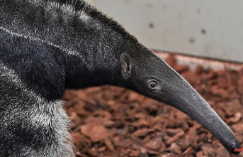 North Rhine-Westphalia: Sandra the anteater died at the age of almost 28