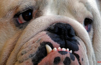 Study with vet data: English bulldogs are particularly sick