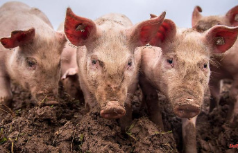 Bavaria: More space for piglets: animal welfare program starts