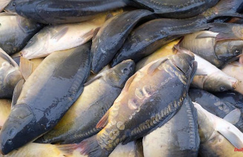 Saxony: Fish production in Saxony increased again in 2021