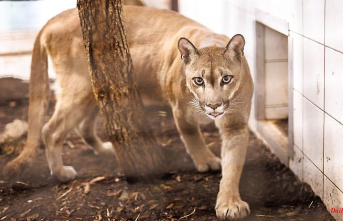 Bavaria: Puma freed from box reaches Austrian zoo