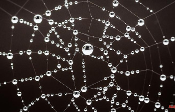 Tire abrasion plays a major role: Researchers find microplastics in spider webs