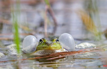 Bavaria: Bund Naturschutz: Indications of a decline in amphibians