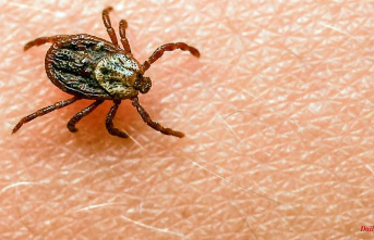 Consequence of climate change: more and more diseases caused by tick bites