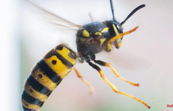 Reacting correctly: The best tips for bee and wasp stings