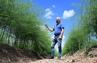 Baden-Württemberg: Early asparagus end: farmers react to losses