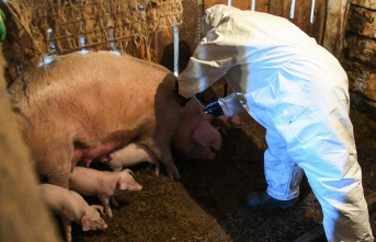 Animals. Vietnam's first ever swine flu vaccine