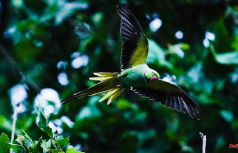 Ecological niche for exotic animals: parrots conquer German cities