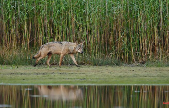 Baden-Württemberg: investigation confirms new wolf in the Black Forest